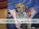 pup097.jpg