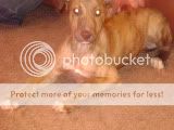 pup105.jpg