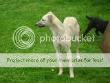 pups022.jpg