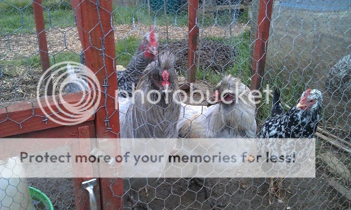 Chickens010-1_zps0a6dc86d.jpg