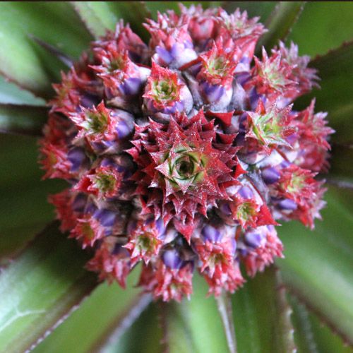 photo Ananas-MF.jpg