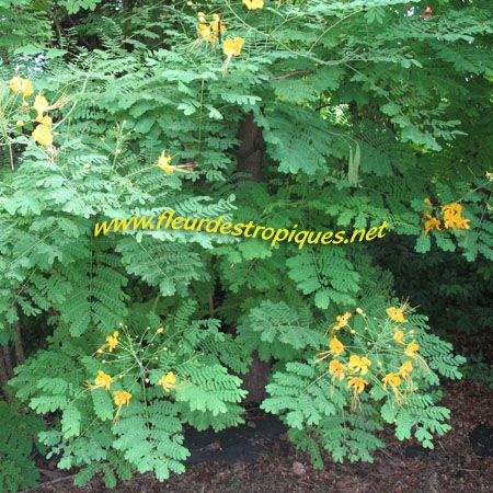 caesalpinia pulcherrima photo Caesalpiniapulcherrima-jaune-CPR4.jpg