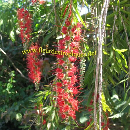Callistemon Speciosus / Rince bouteille, http://www.fleurdestropiques.net