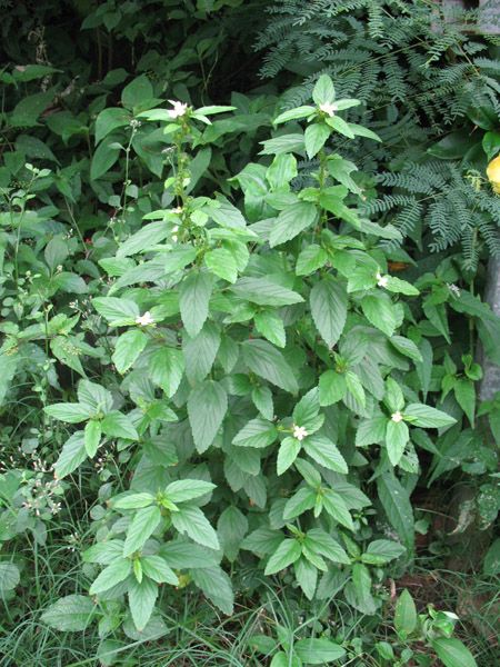 Turnera diffusa-graines