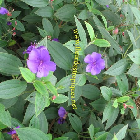 Tibouchina semicandra, http://www.fleurdestropiques.net/Plants-et-Boutures.htm
