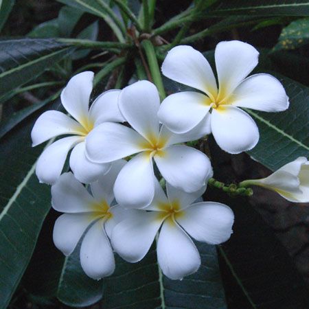 Plumeria obtusa photo Plumeriaobtusa2.jpg