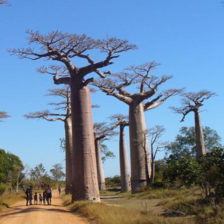 Adansonia-grandidierii / Baobab