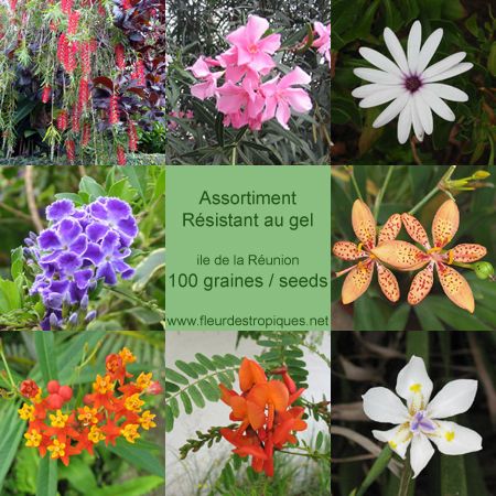 plantes tropicales resistantes au gel