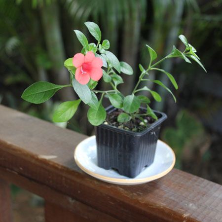 Barleria repens photo barleriarepens2.jpg