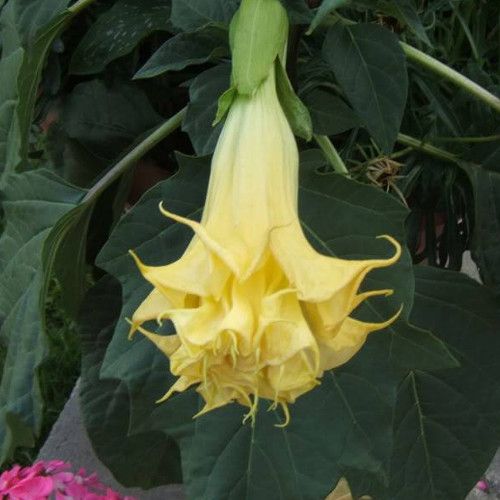 photo brugmansia-3.jpg