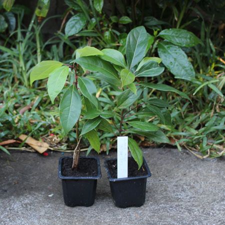 Syzygium aromaticum - Giroflier