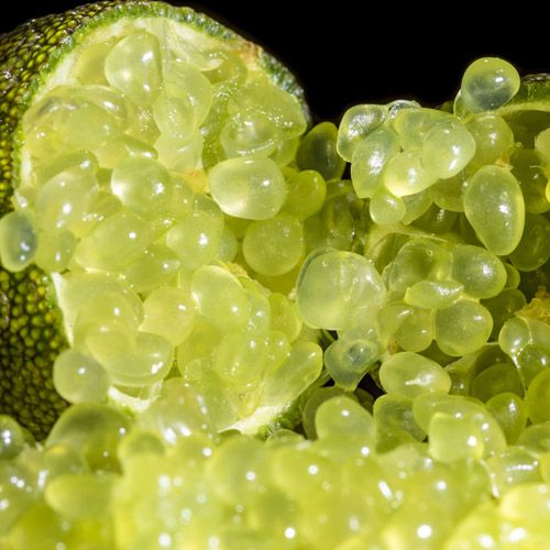 photo citron caviar-pulpe.jpg
