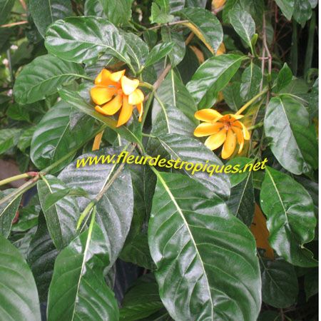 Gardenia taitensis