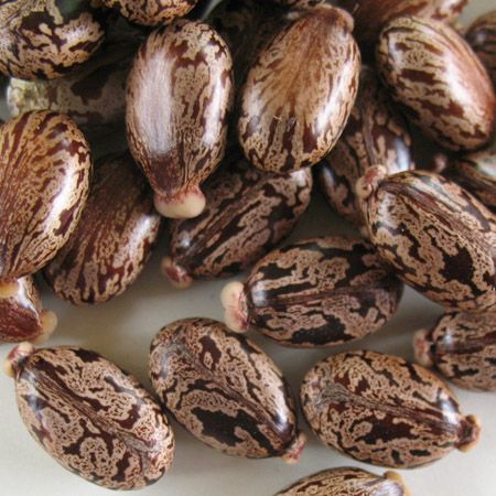 Ricinus communis carmencita