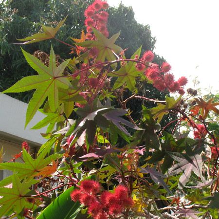 Ricinus communis carmencita