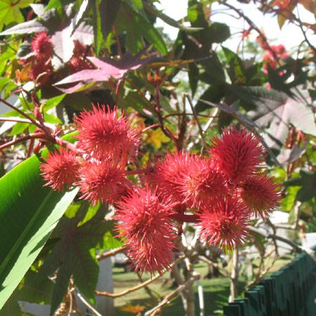 Ricinus communis carmencita