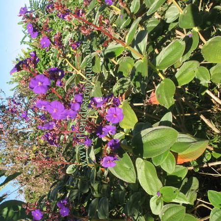 Tibouchina-urvilleana