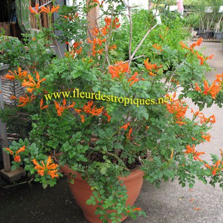 Tecomaria capensis