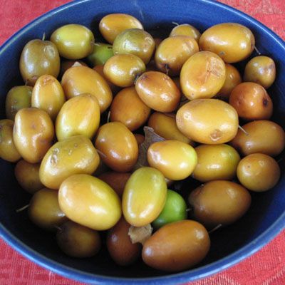 Ziziphus mauritania / Jujube