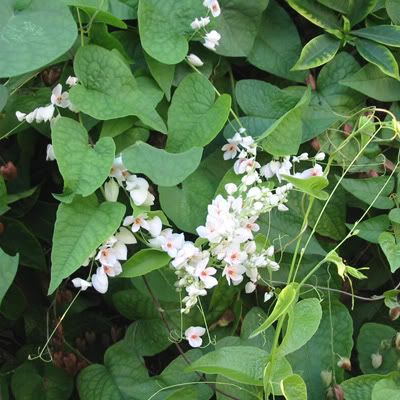 Antigonon leptotus