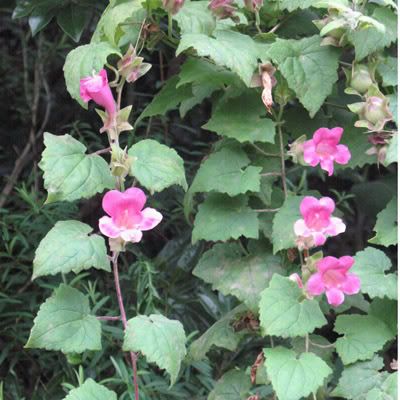 Asarina erubescens / Grimpante