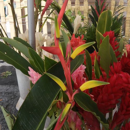 Heliconia schiedeana