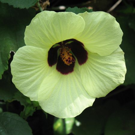 Hibiscus aculeatus
