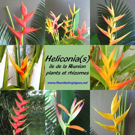 Plants d'Heliconia
