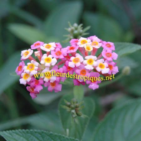 Lantana camara / Galabert