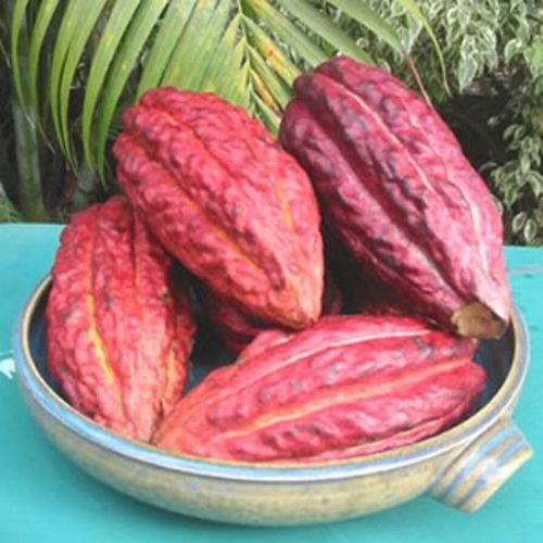 Theobroma cacao