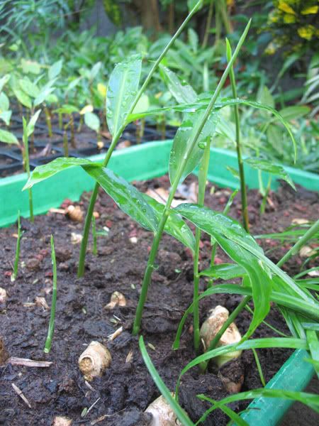 Gingembre / Zingiber officinale